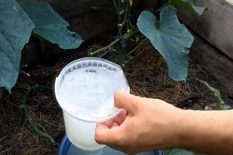 cherche engrais naturel pour concombre main arrose eau savonneuse