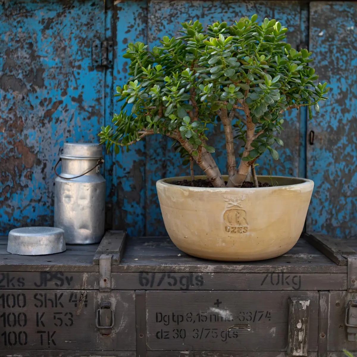 coffre vintage utilise comme meuble pot en ceramique crassula ovata