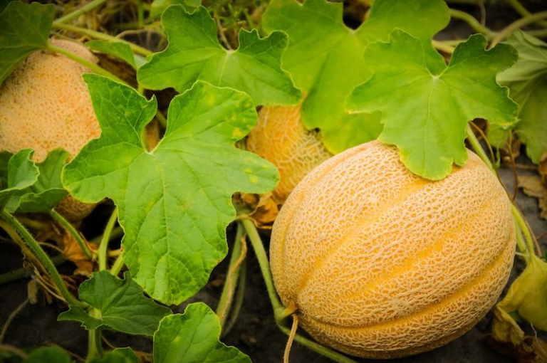 Comment et quand planter les melons en pleine terre au potager en juin