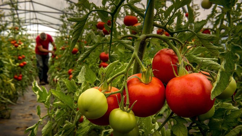 comment accelerer la croissance des tomates tomates rouges et vertes