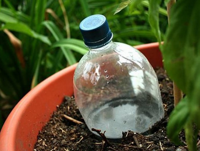 comment arroser les plantes pendant les vacances en bouteille de plastique