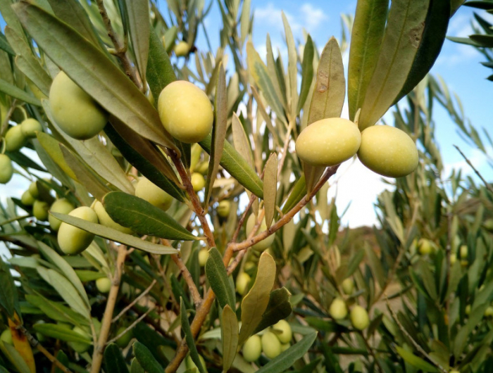 comment avoir une bonne recolte d olives