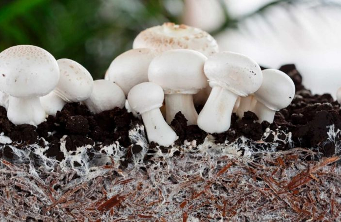 comment cultiver des champignons champignons de paris sur mycelium