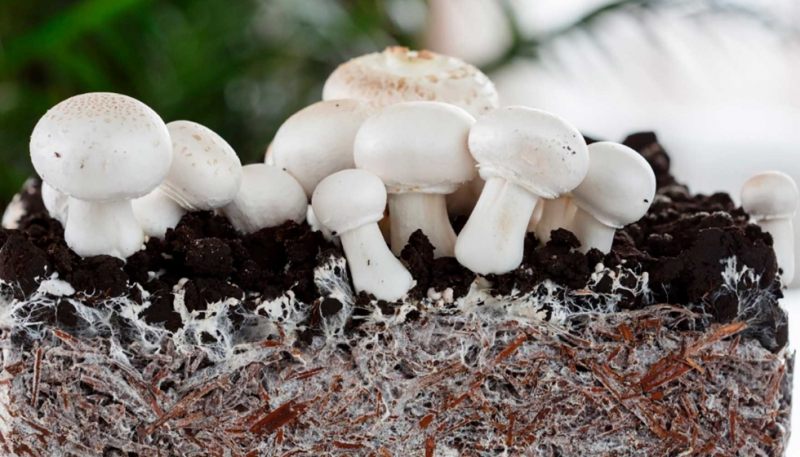 comment cultiver des champignons champignons de paris sur mycelium