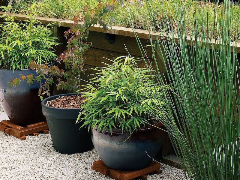comment cultiver le bambou fargesia jardin avec des plantes vertes et cailloux