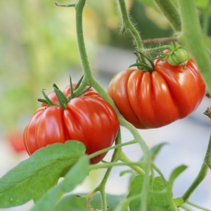 Sel d'epsom pour les tomates - le sel aide-t-il vraiment au potager ?