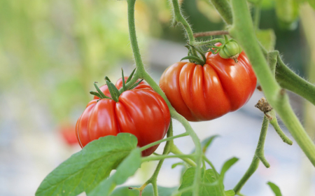 comment enrichir la terre pour les tomates pour booster leur croissance