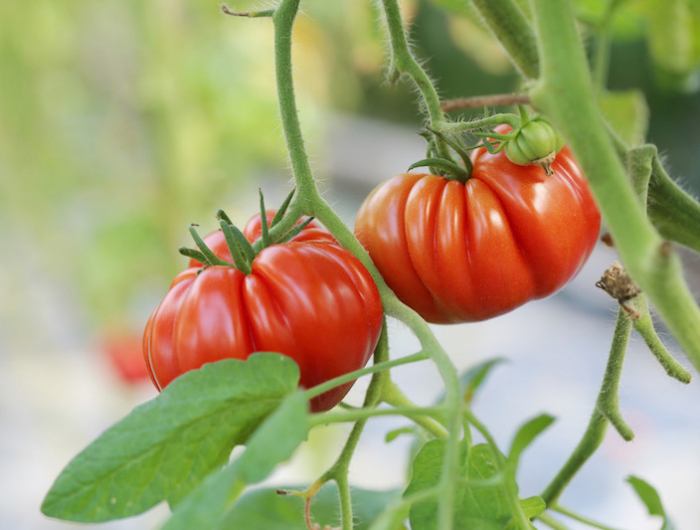 comment enrichir la terre pour les tomates pour booster leur croissance