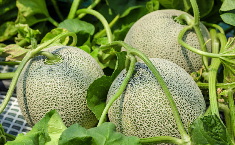 Le Secret des Melons Sucrés : Mon Guide Complet, Même pour un Balcon