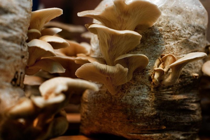 comment faire du mycelium de champignon de paris champignons beiges