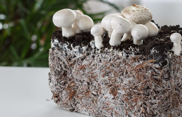 comment faire du mycelium de champignon de paris champignons blancs