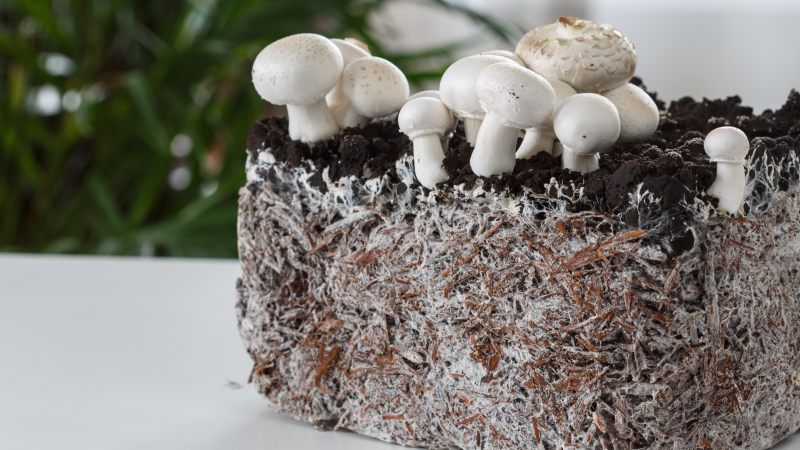 comment faire du mycelium de champignon de paris champignons blancs