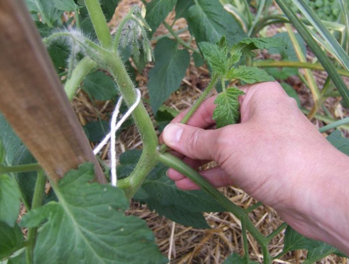 comment faire grossir le tronc d'un plant de tomate main taillant un brun de la tige
