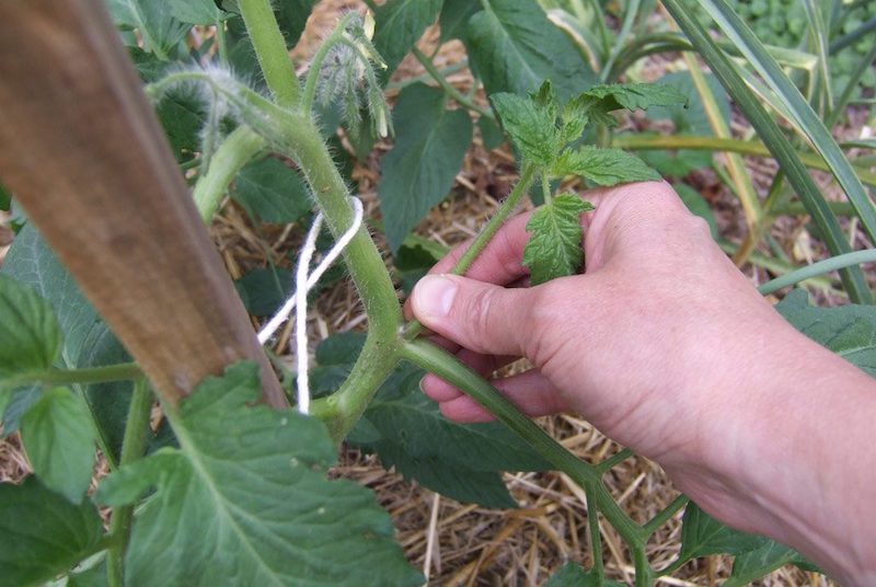 comment faire grossir le tronc d'un plant de tomate main taillant un brun de la tige