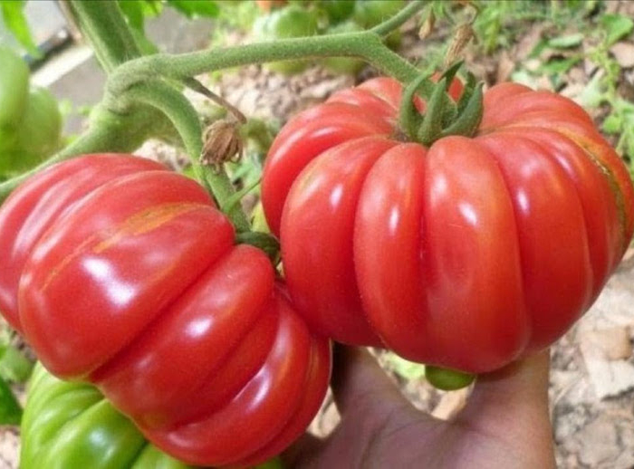 comment faire grossir les tomates main tenant une grosse tomate rose