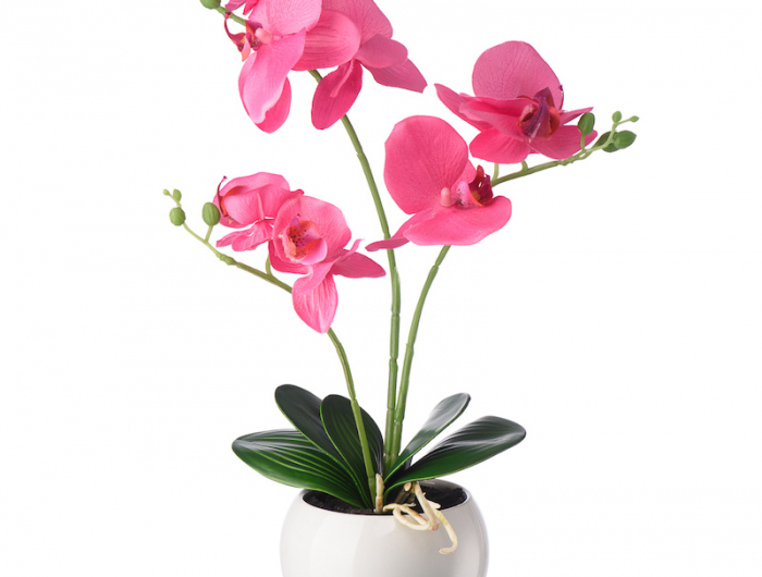 comment faire pour arroser mes plantes quand je part en vacances orchidee rose dans un pot blanc