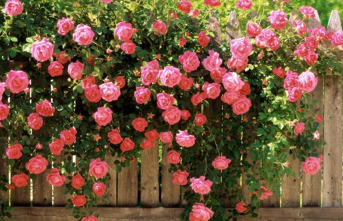 comment faire pour planter ine rose dans une patate rosier avec cloture en bois