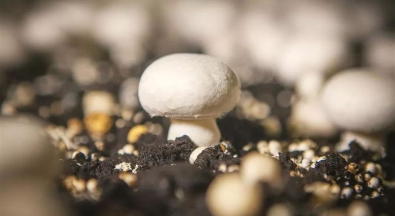 comment faire pousser des champignons avec du marc de cafe