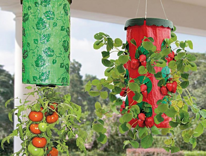 comment faire pousser des plantes à lenvers tomates suspendues en 3 pots