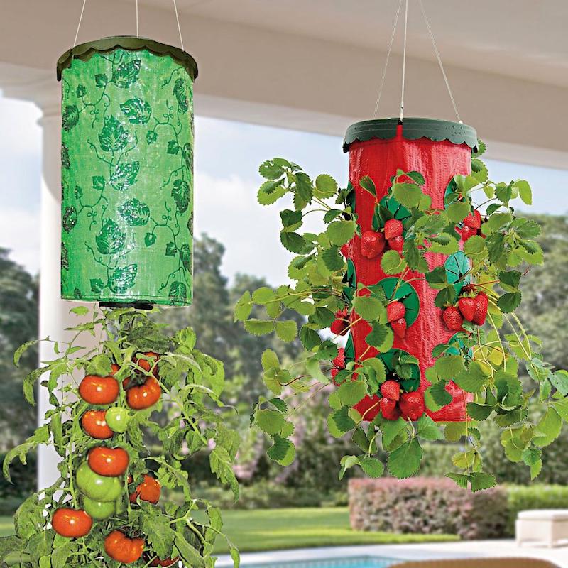 comment faire pousser des plantes à lenvers tomates suspendues en 3 pots