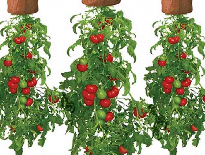 comment faire pousser des plantes à l'envers tomates suspendues en 3 pots