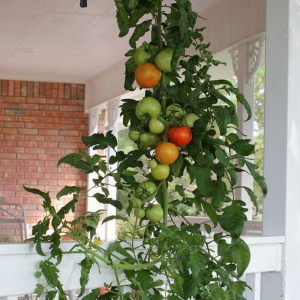 Comment faire pousser des plants de tomates à l'envers ?