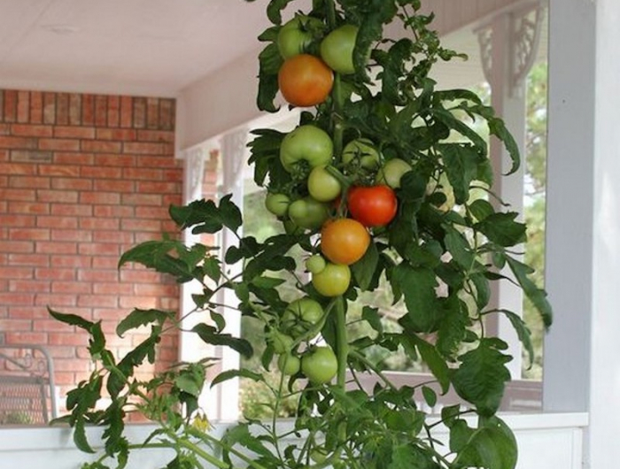 comment faire pousser des plants de tomates à l'envers pied de tomate pendu a une terrasse
