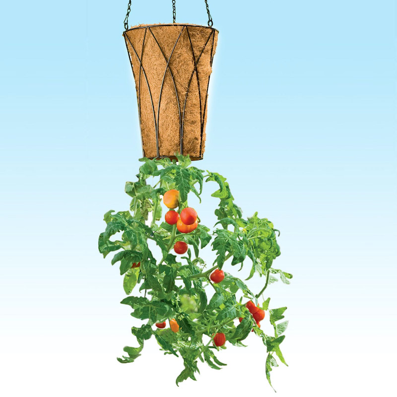 comment faire pousser des plants de tomates à l'envers tomates pendues