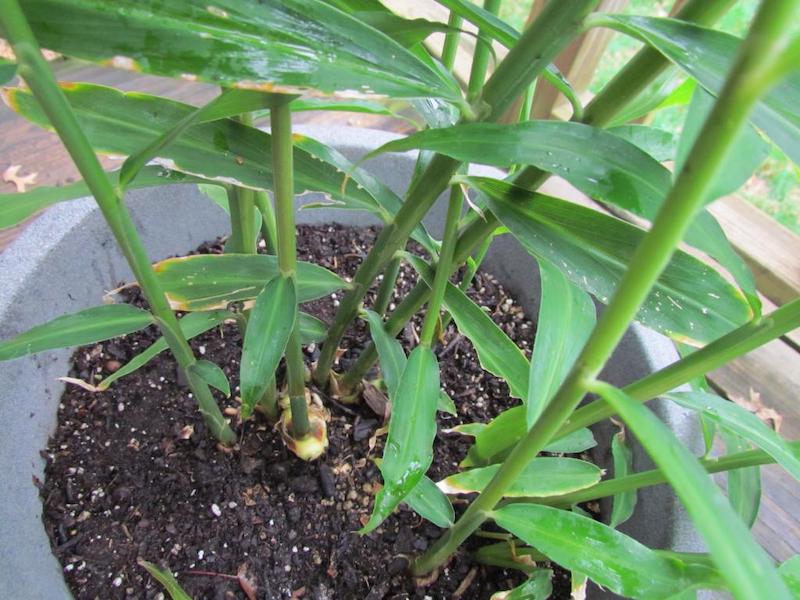 comment faire pousser du gingembre en pot plantes gingembre