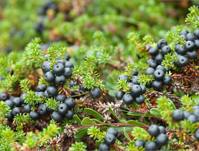 comment faire pousser la myrtille buisson de myrtille noire