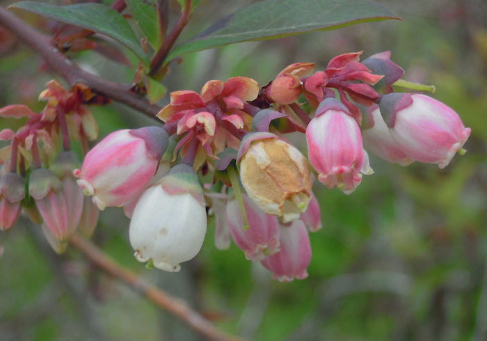 comment faire pousser la myrtille myrtiller fleurissant