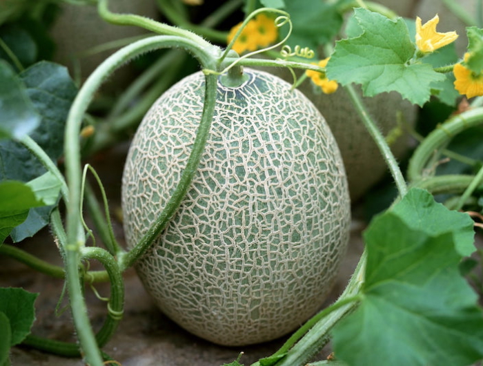 comment faire pousser les melons un melon dans un potager feuilles vertes