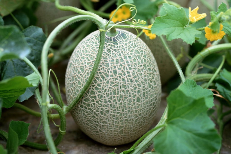 Comment et quand planter les melons en pleine terre au potager en juin