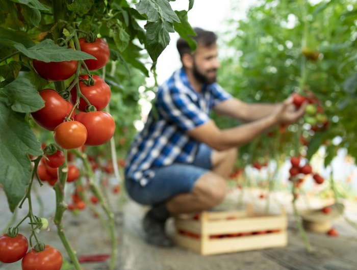 farmer picking up fresh ripe tomato vegetables and putting into wooden crate.