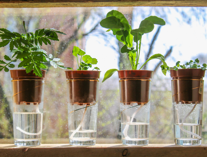 wick watering. plants in pots on glasses stand on a shelf on a window.