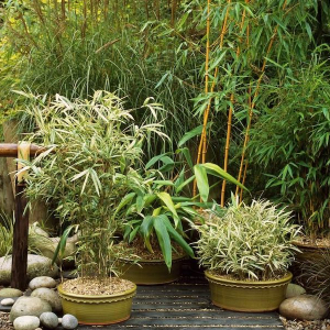 Comment cultiver le bambou en pot ? Conseils utiles et astuces 100 % garanties !