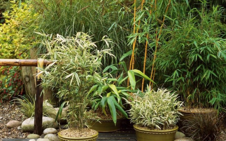 comment planter le bambou en pot petits supporte avec des bambous verts dans un jardin a l exterieur