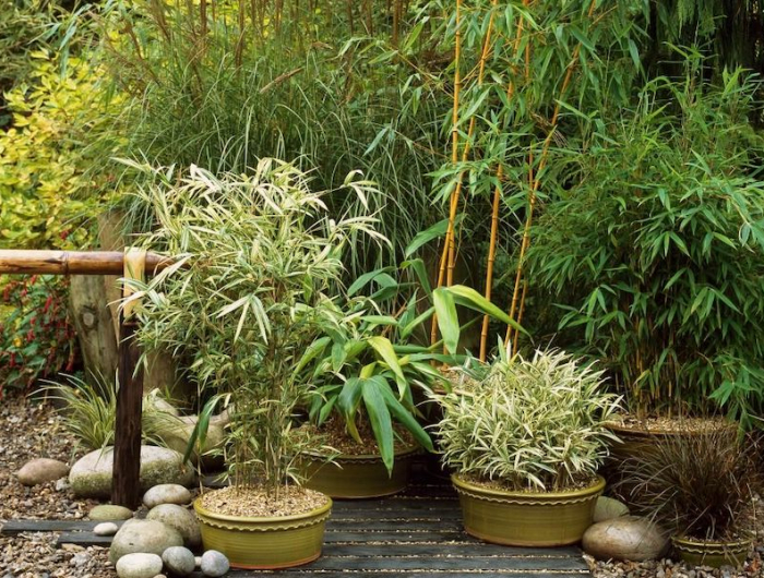 comment planter le bambou en pot petits supporte avec des bambous verts dans un jardin a l exterieur