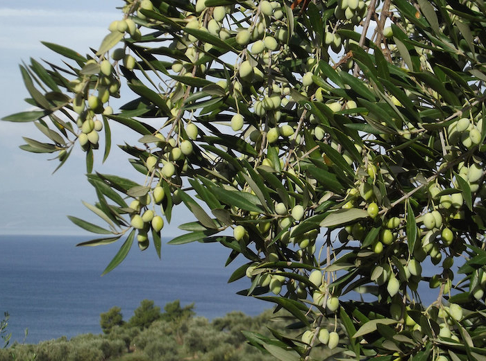 comment planter un olivier culture dans un jardin méditerranéen