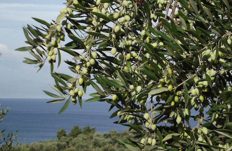 comment planter un olivier culture dans un jardin méditerranéen