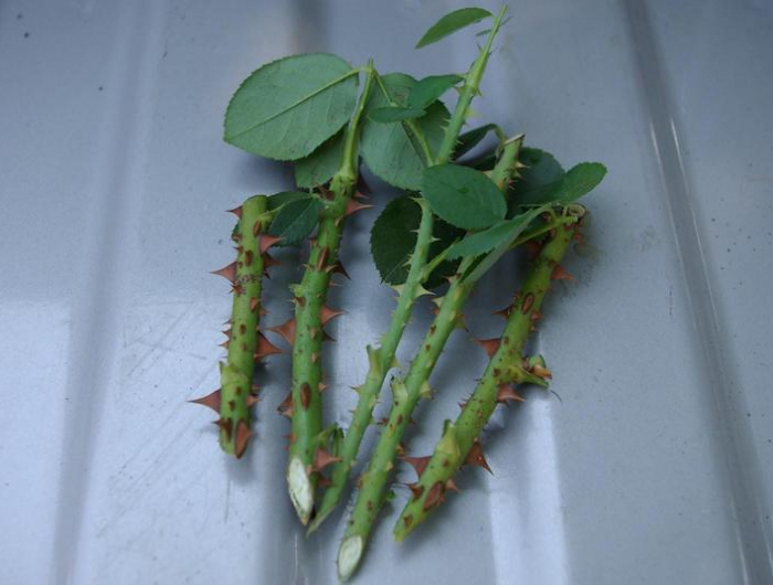 comment planter une rose coupee tiges coupees