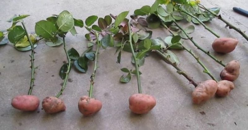 comment planter une rose dans une pomme de terre tiges plantees