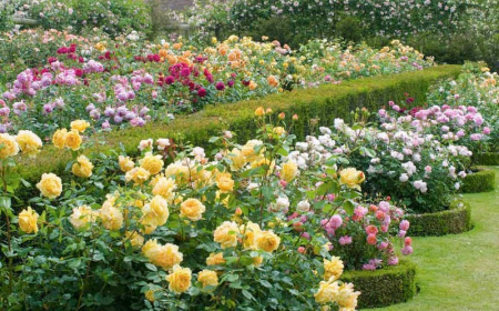 comment planter une rose fanée jardin de roses