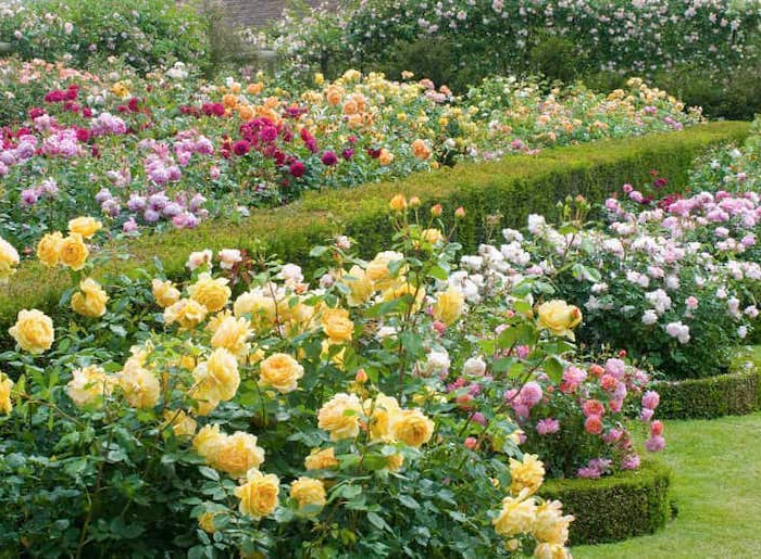 comment planter une rose fanée jardin de roses