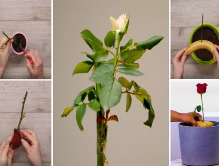comment planter une rose tige dans une banane