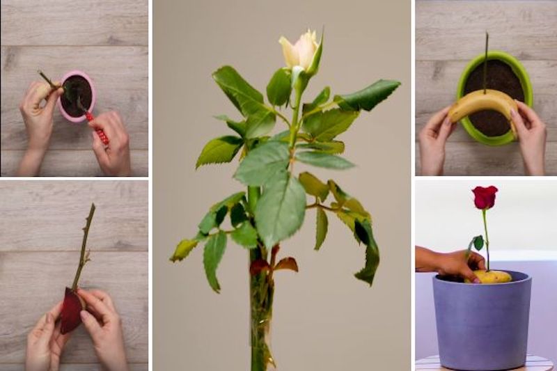 comment planter une rose tige dans une banane