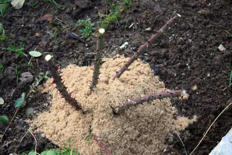 comment planter une rose tiges dans le sable