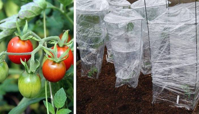 comment proteger les jeunes plants de tomates du soleil