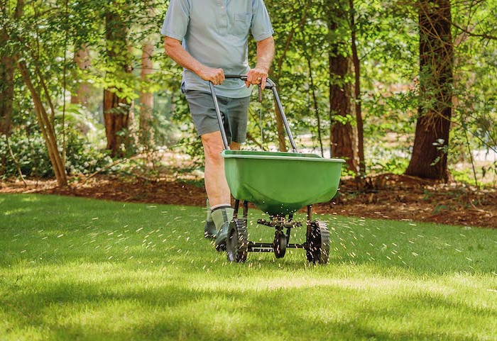 man fertilizing and seeding residential backyard lawn with manual grass fertilizer spreader.