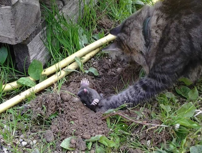 comment se debarrasser des rats taupes au jardin chat persecutant une taupe